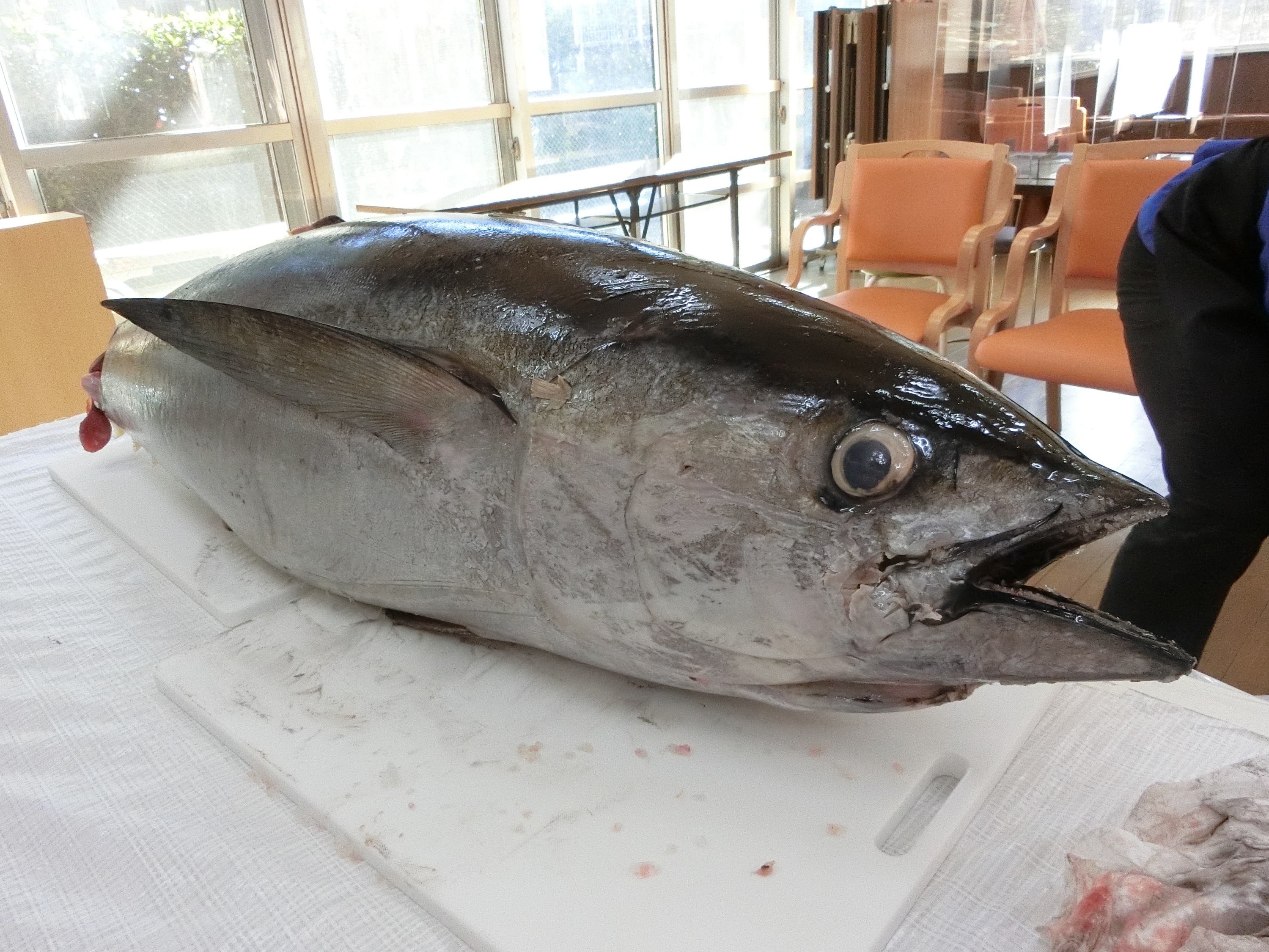 しらねの里　マグロ解体ショー！！！