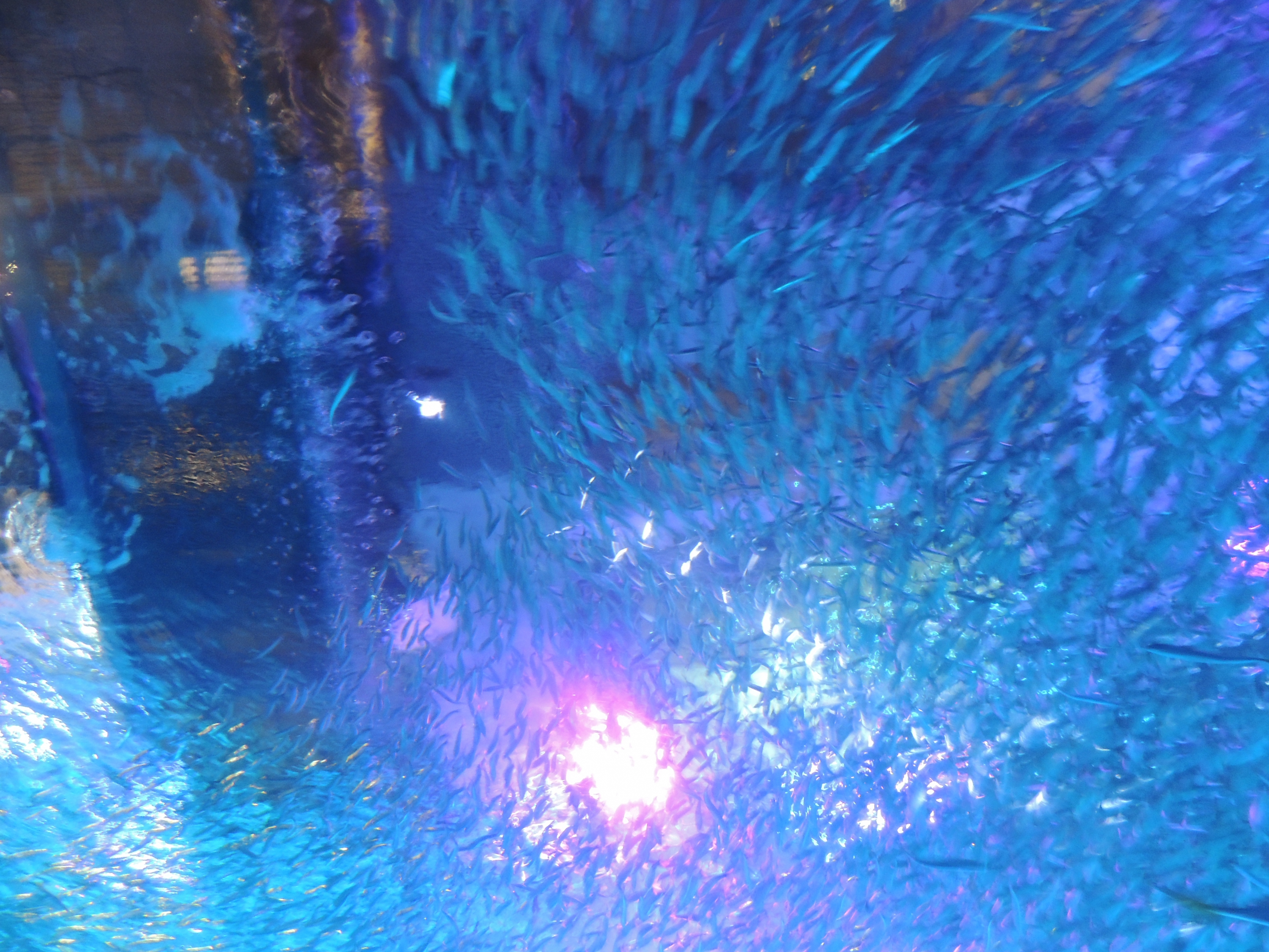 平成29年度ぶどうの実納め会