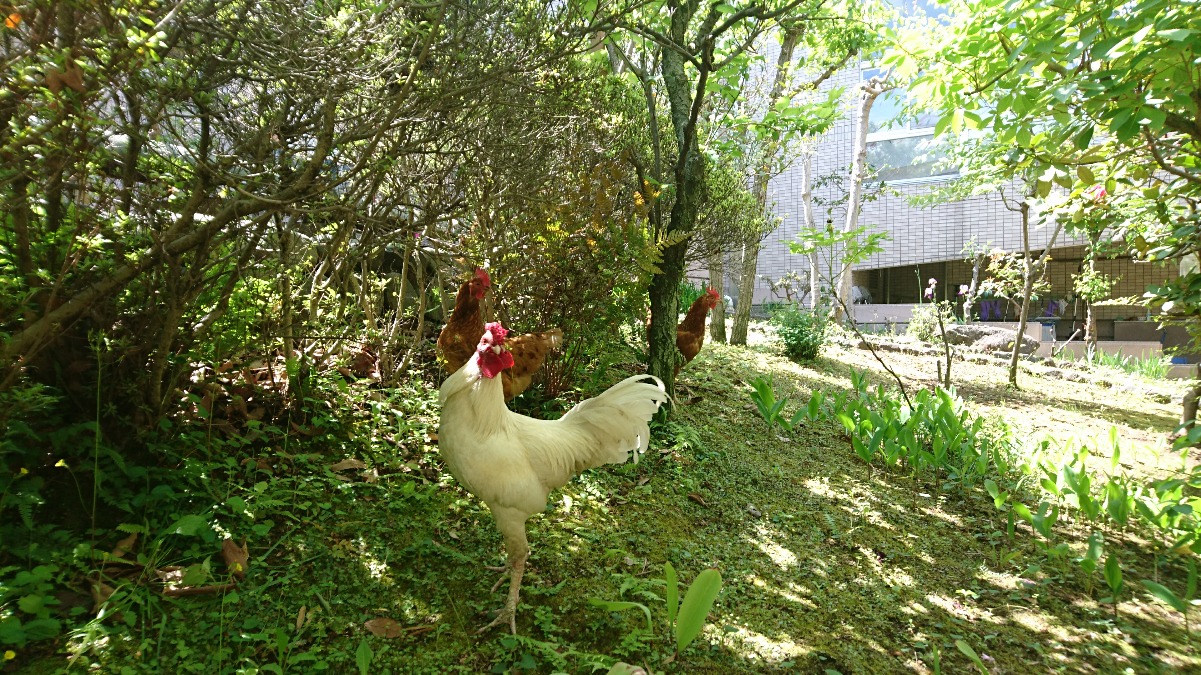 しらねの里　食堂「びすとろ　しゅしゅ」にめずらしい侵入者(^_^;)！！。